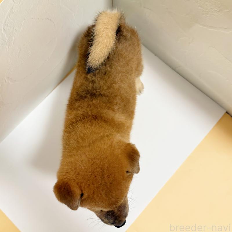 販売中の東京都の柴犬-416900の4枚目