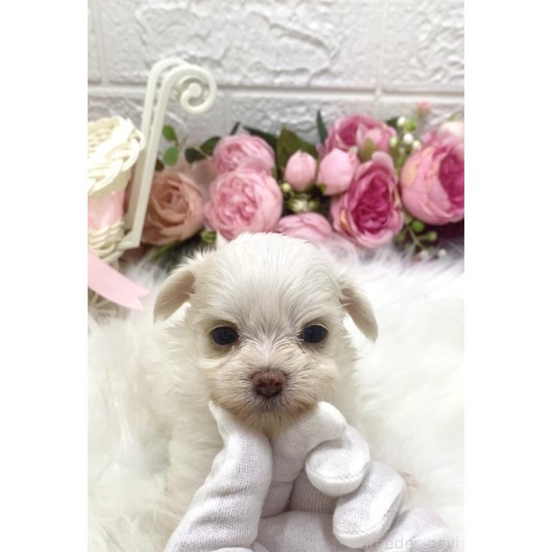 販売中の埼玉県のミックス犬-416899の2枚目