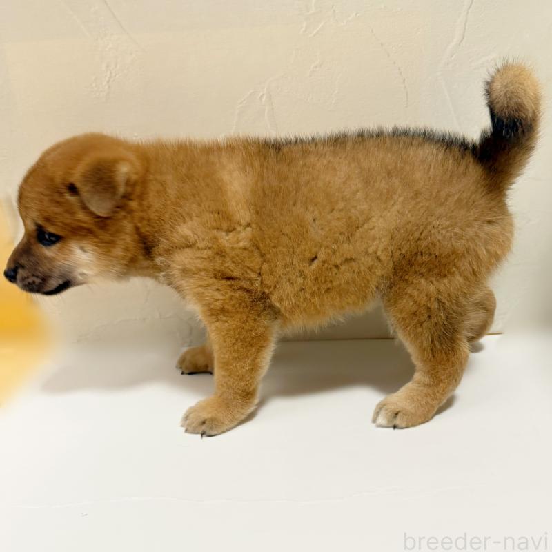 販売中の東京都の柴犬-416900の3枚目