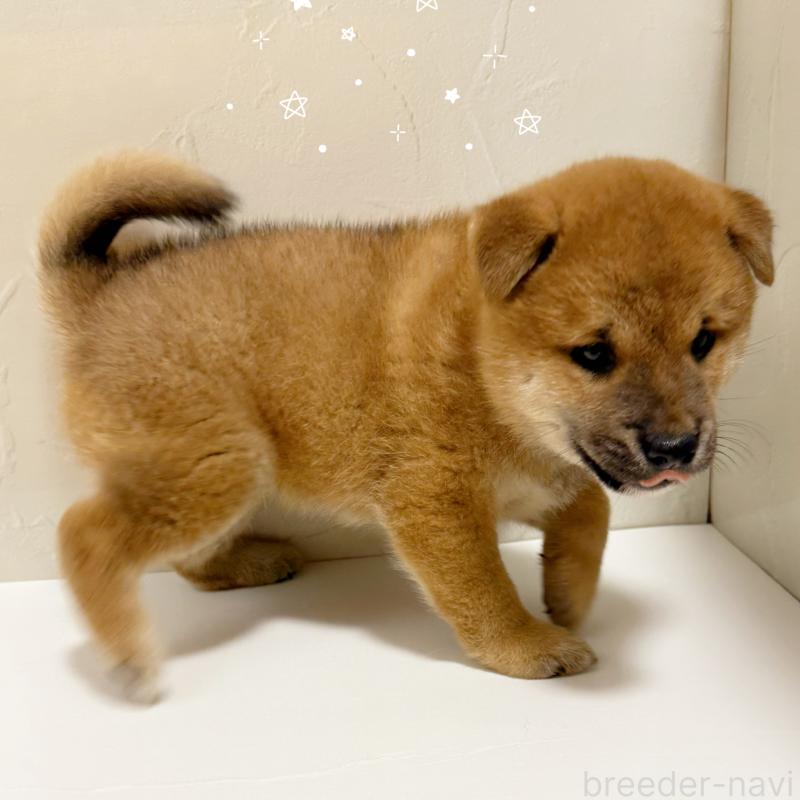 販売中の東京都の柴犬-416900の2枚目