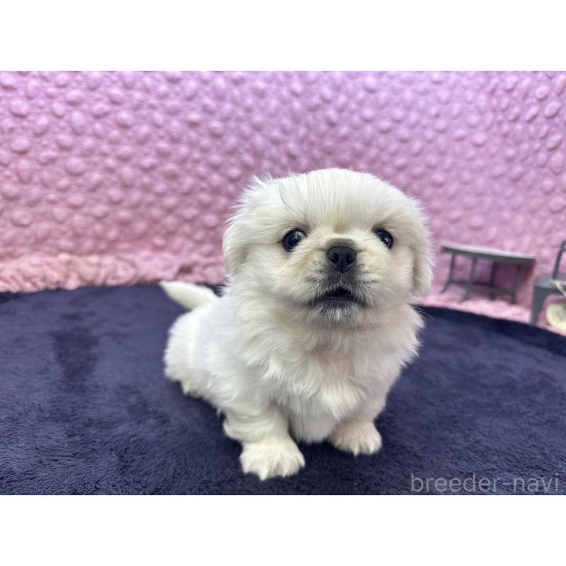 販売中の茨城県のペキニーズ-416901の15枚目