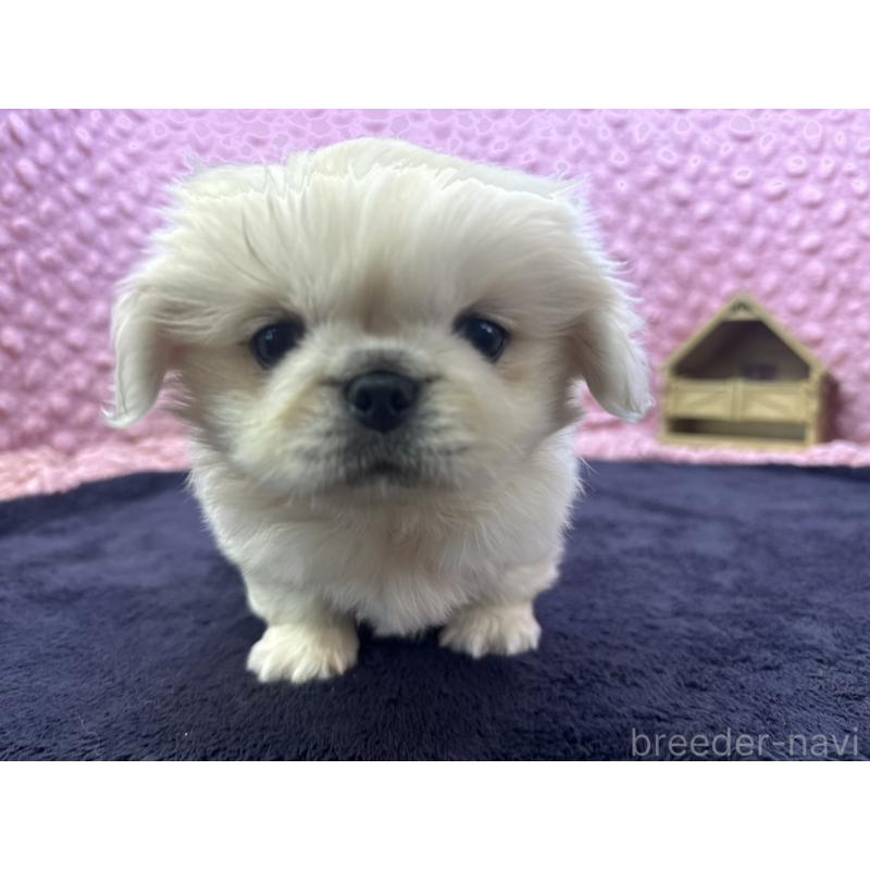 販売中の茨城県のペキニーズ-416901の6枚目