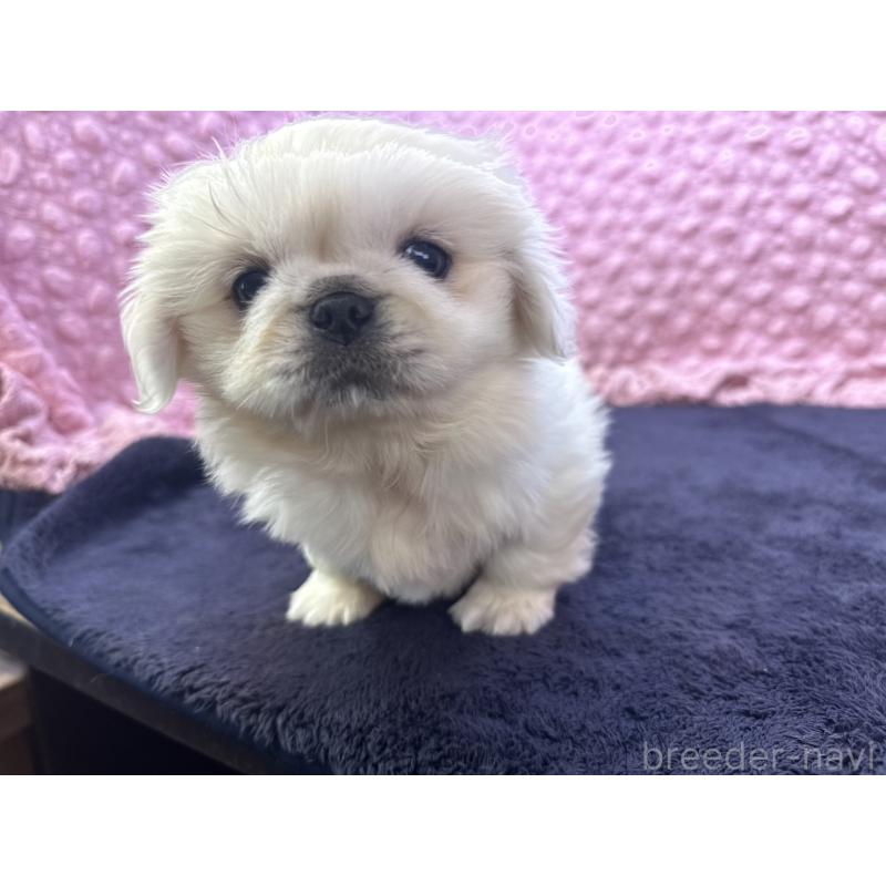 販売中の茨城県のペキニーズ-416901の5枚目