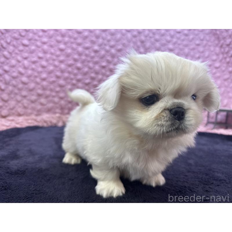 販売中の茨城県のペキニーズ-416901の2枚目