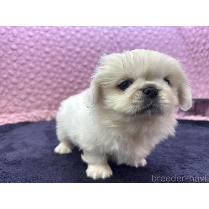 販売中の茨城県のペキニーズ-416901の3枚目