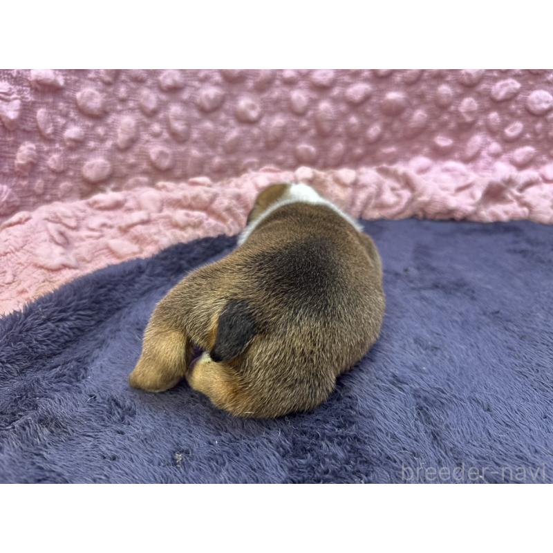 販売中の茨城県のブルドッグ-416905の9枚目