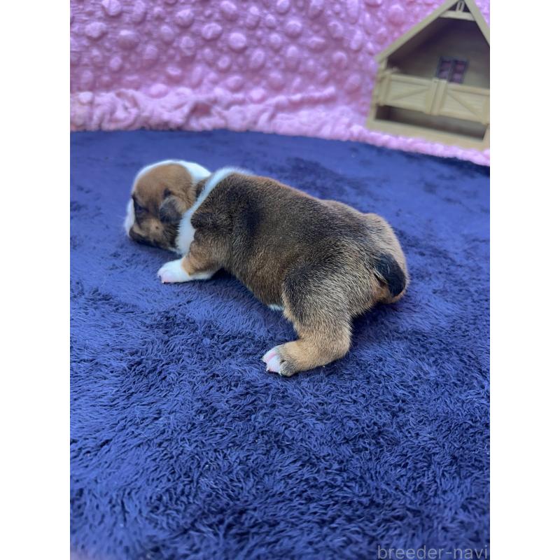 販売中の茨城県のブルドッグ-416905の7枚目