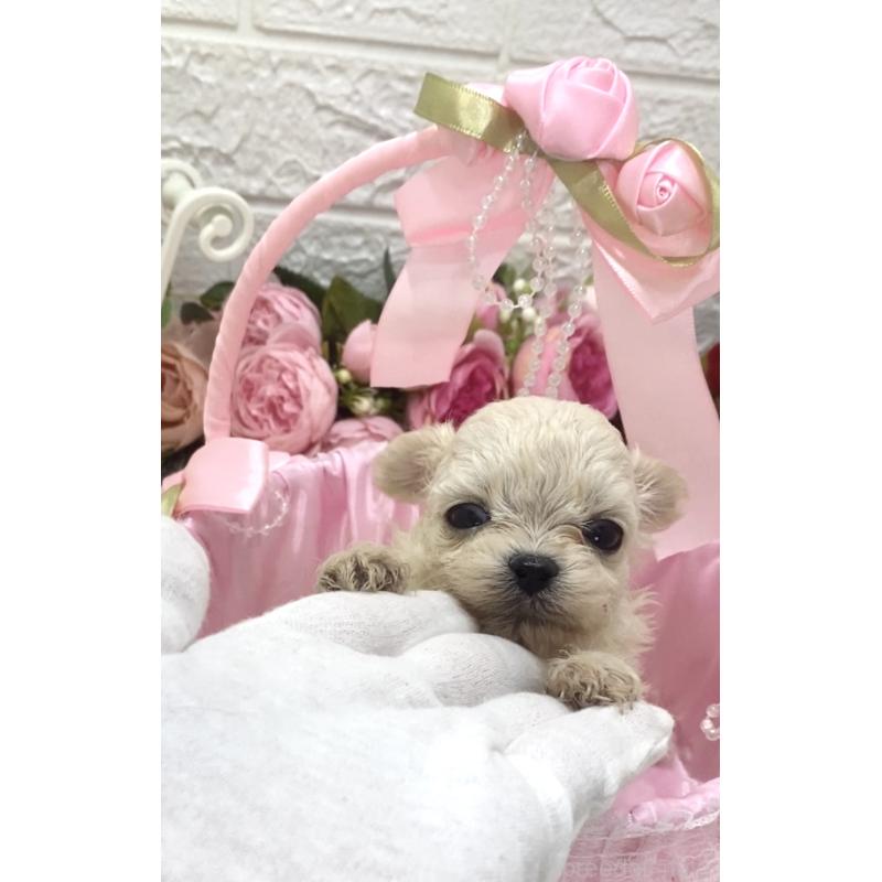 販売中の埼玉県のミックス犬-416903の7枚目