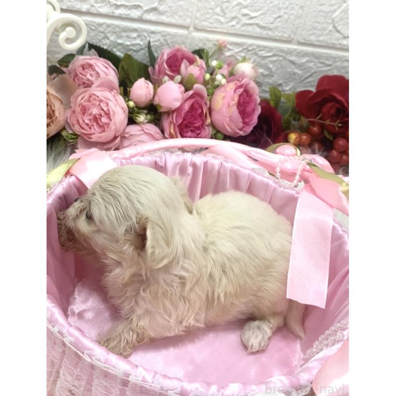 販売中の埼玉県のミックス犬-416903の6枚目