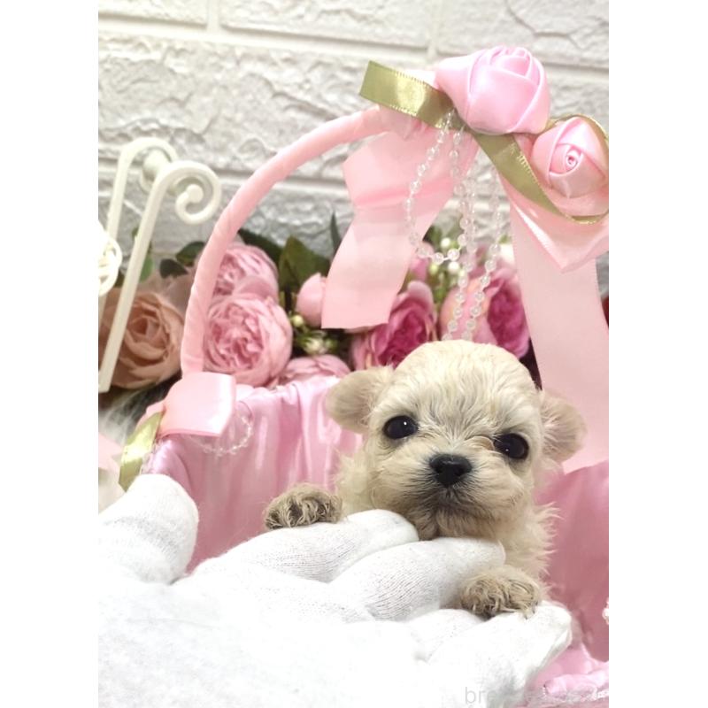 販売中の埼玉県のミックス犬-416903の5枚目
