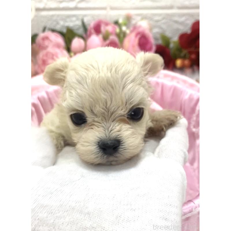 販売中の埼玉県のミックス犬-416903の4枚目