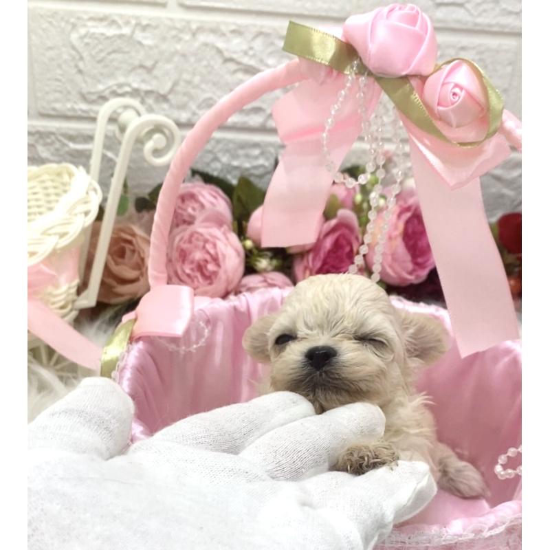 販売中の埼玉県のミックス犬-416903の3枚目