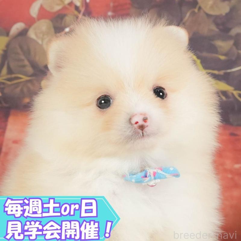 販売中の静岡県のポメラニアン-415558