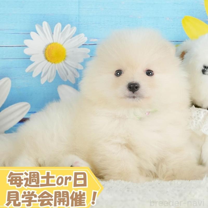 販売中の静岡県のポメラニアン-415571