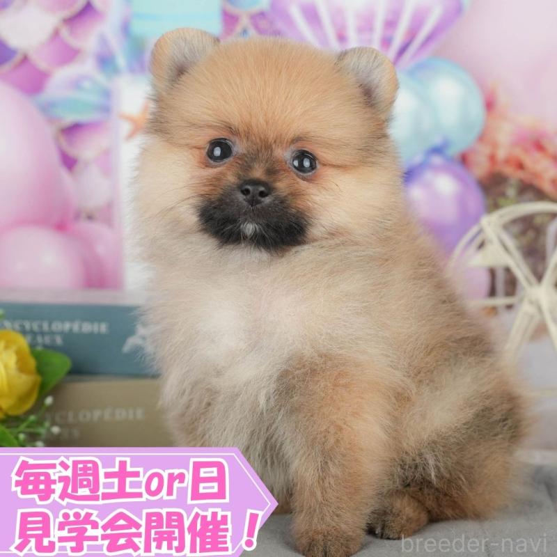 成約済の静岡県のポメラニアン-411120の1枚目