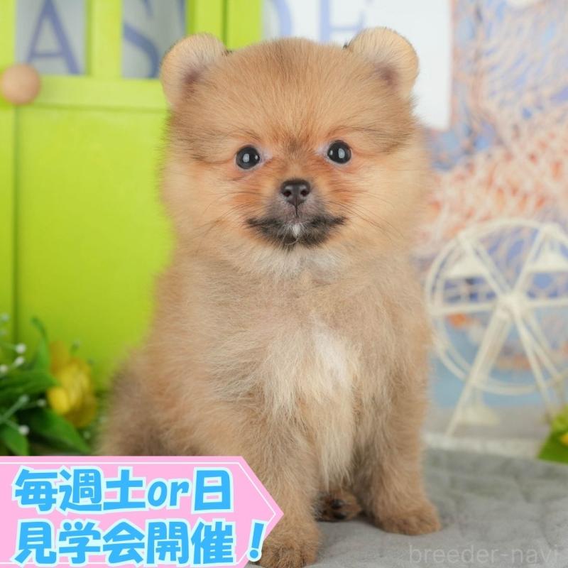 販売中の静岡県のポメラニアン-411121