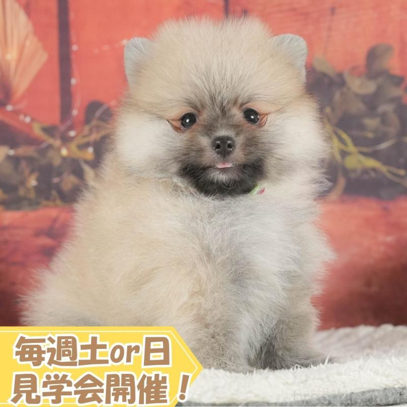 販売中の静岡県のポメラニアン-409681