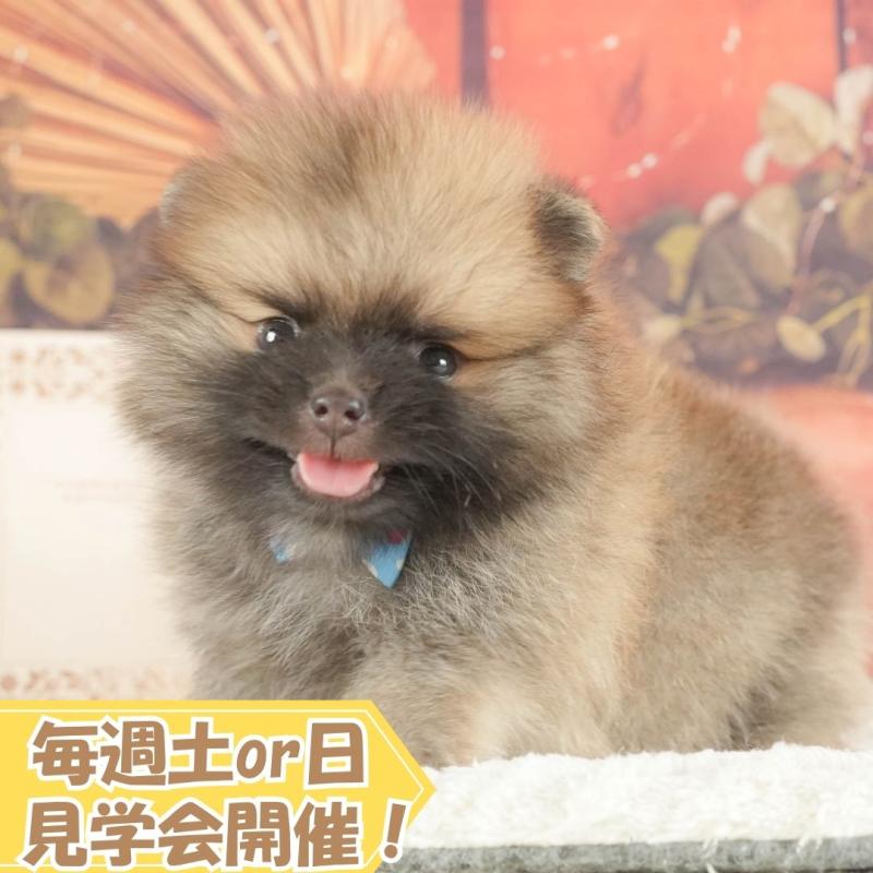 販売中の静岡県のポメラニアン-411105