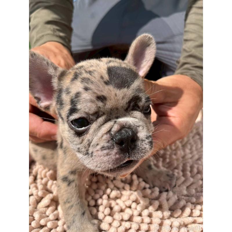 成約済の愛媛県のフレンチブルドッグ-415666の12枚目