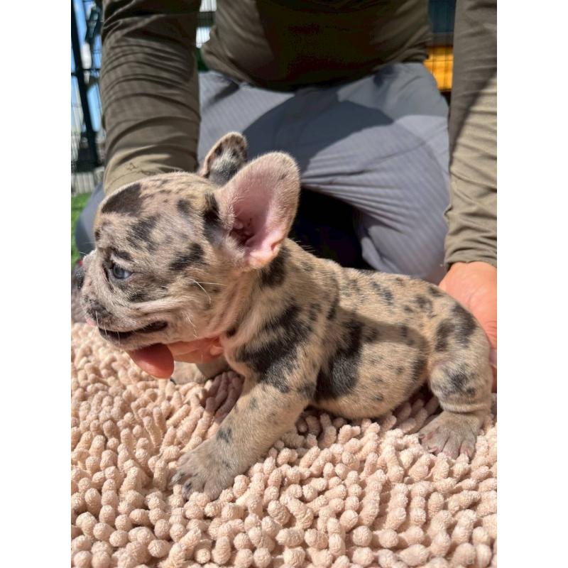 成約済の愛媛県のフレンチブルドッグ-415666の9枚目