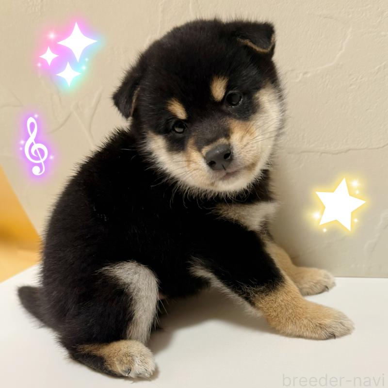 販売中の東京都の柴犬-416915の1枚目