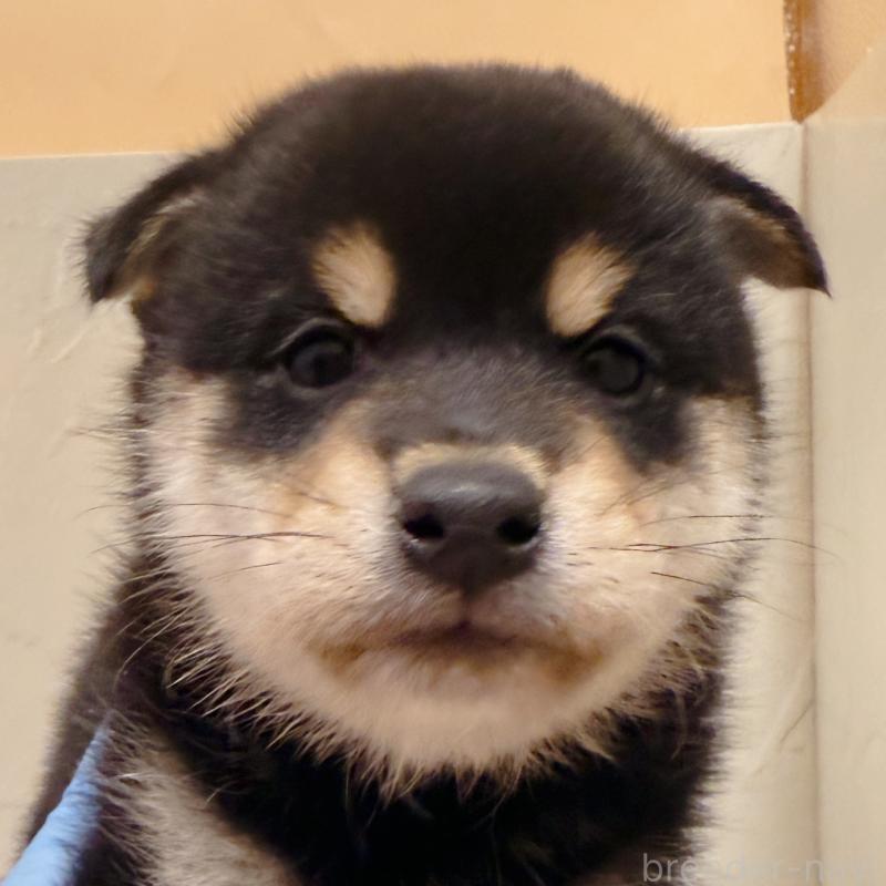 販売中の東京都の柴犬-416915の5枚目