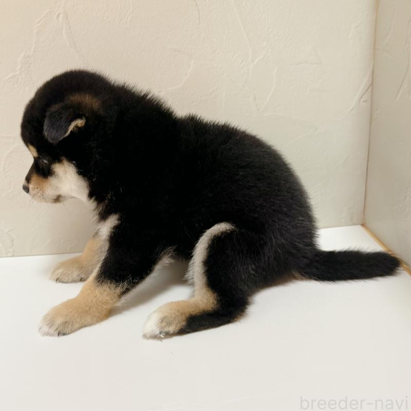 販売中の東京都の柴犬-416915の4枚目