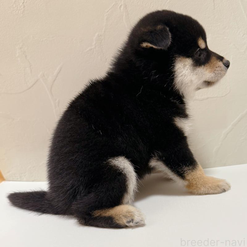 販売中の東京都の柴犬-416915の3枚目