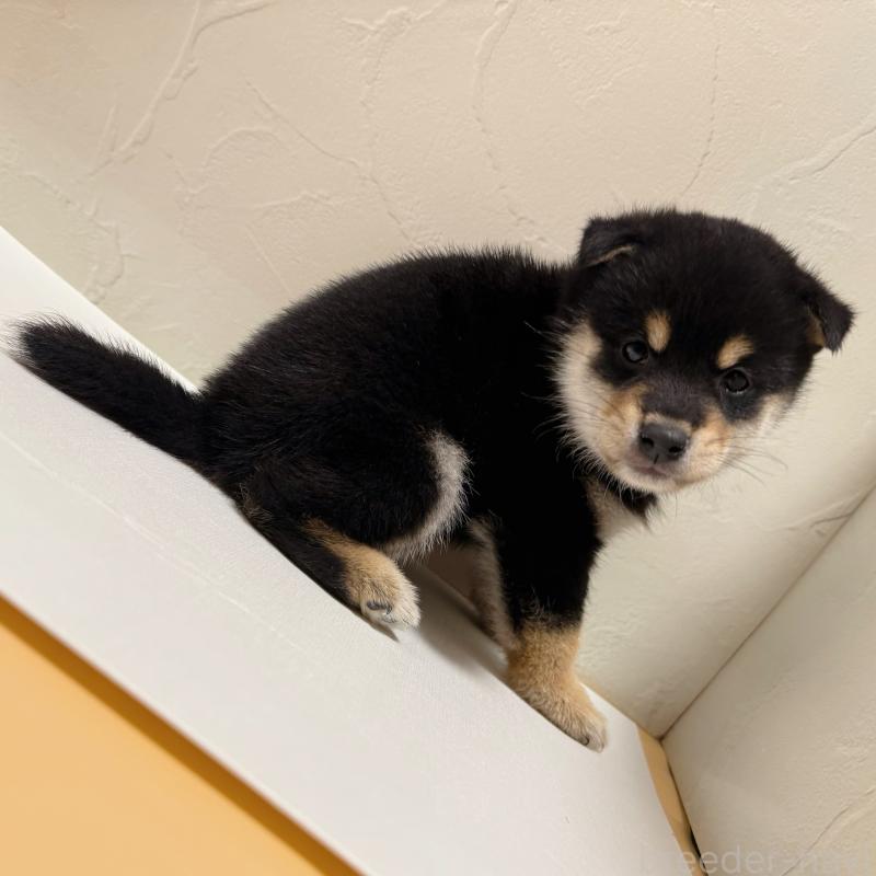 販売中の東京都の柴犬-416915の2枚目