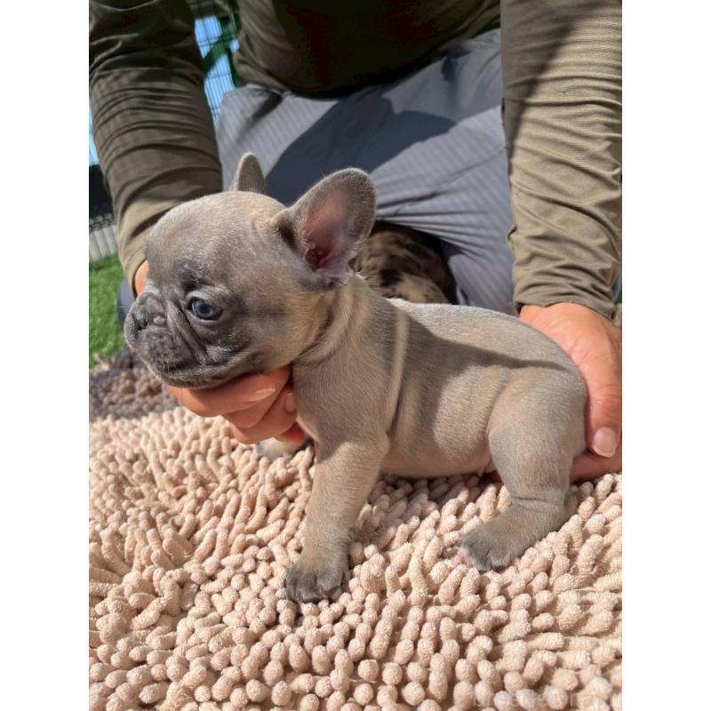 成約済の愛媛県のフレンチブルドッグ-415671の9枚目