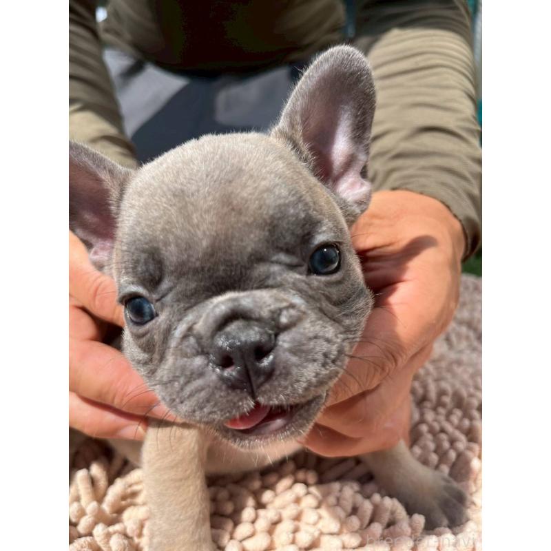 成約済の愛媛県のフレンチブルドッグ-415671の10枚目