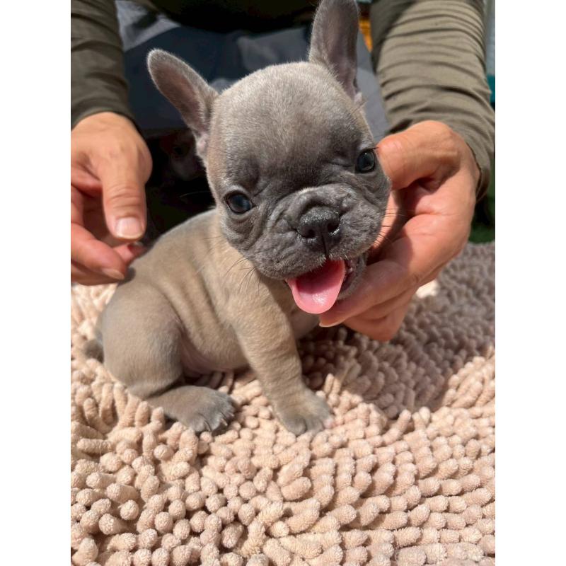 成約済の愛媛県のフレンチブルドッグ-415671の8枚目