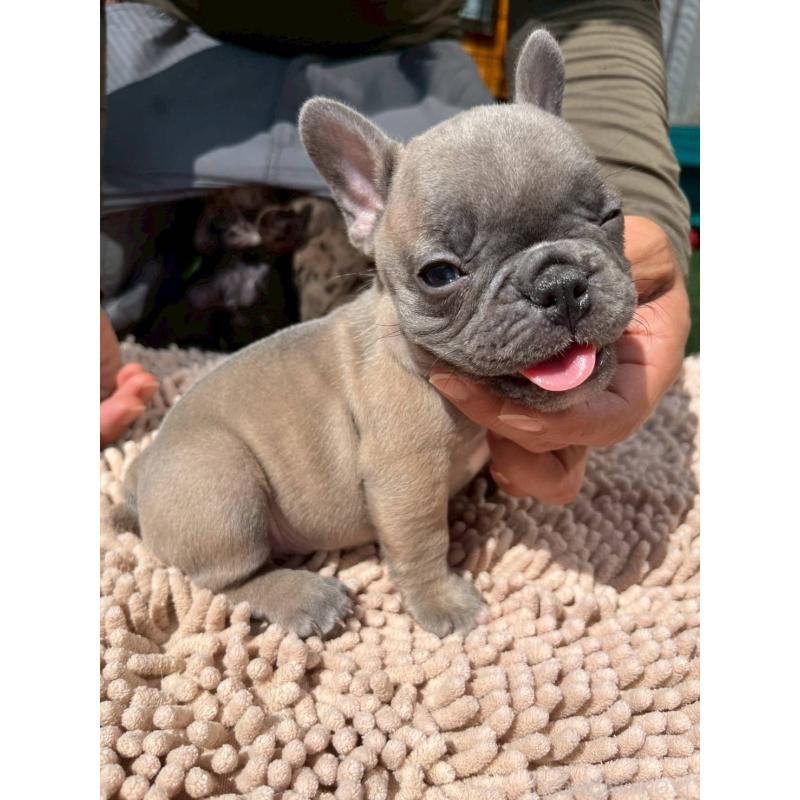 成約済の愛媛県のフレンチブルドッグ-415671の7枚目