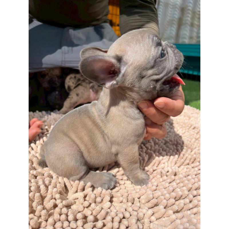 成約済の愛媛県のフレンチブルドッグ-415671の5枚目