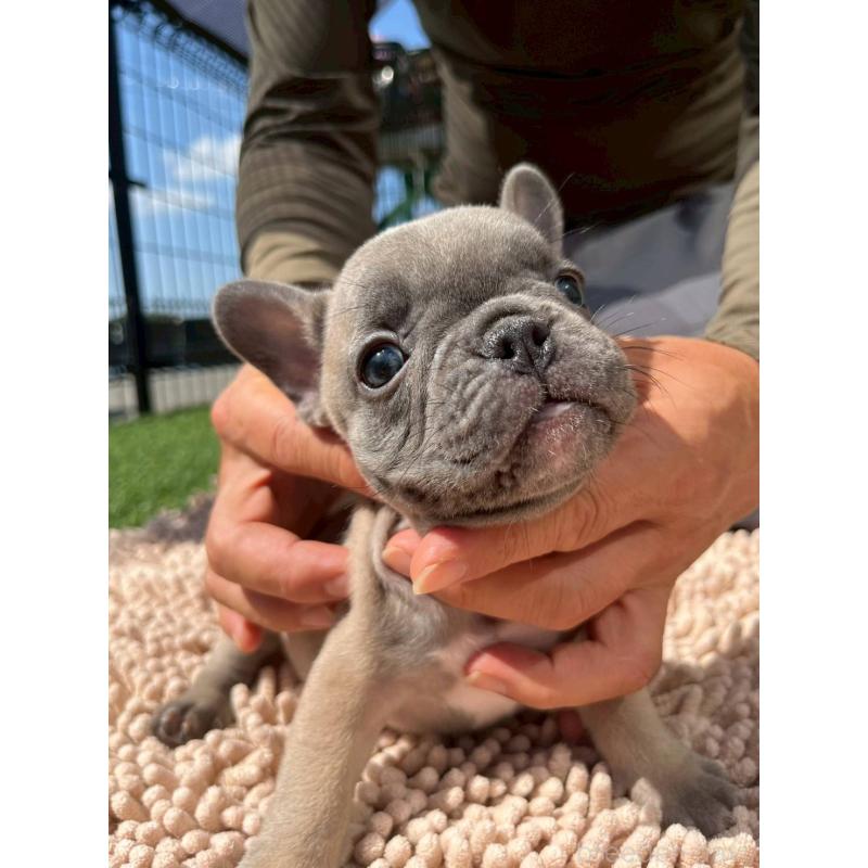 成約済の愛媛県のフレンチブルドッグ-415671の4枚目