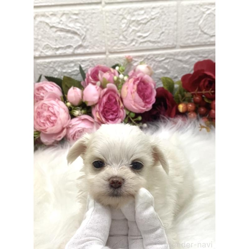 販売中の埼玉県のミックス犬-416920の7枚目