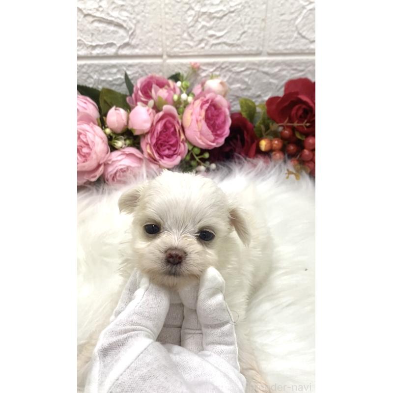 販売中の埼玉県のミックス犬-416920の6枚目