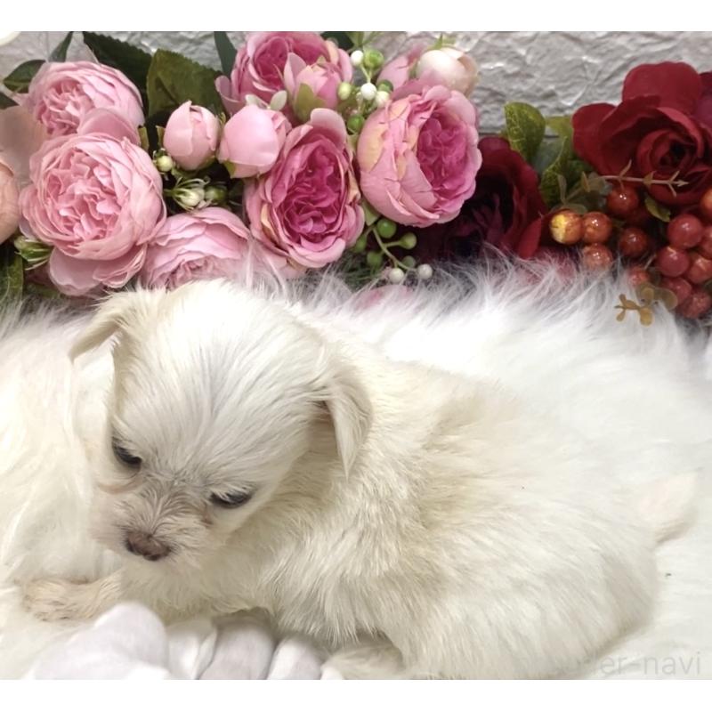 販売中の埼玉県のミックス犬-416920の5枚目