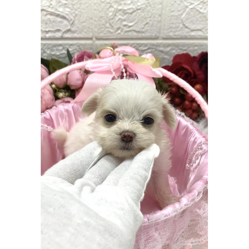 販売中の埼玉県のミックス犬-416920の4枚目