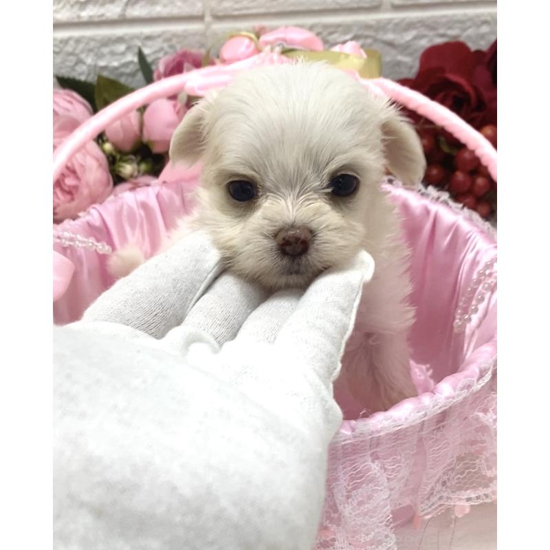 販売中の埼玉県のミックス犬-416920の3枚目