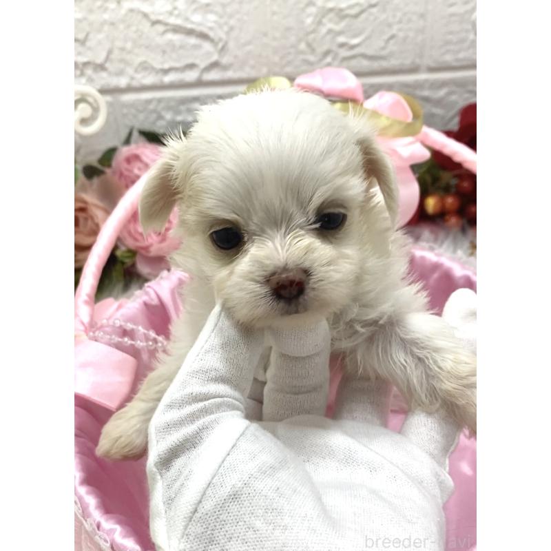 販売中の埼玉県のミックス犬-416920の2枚目