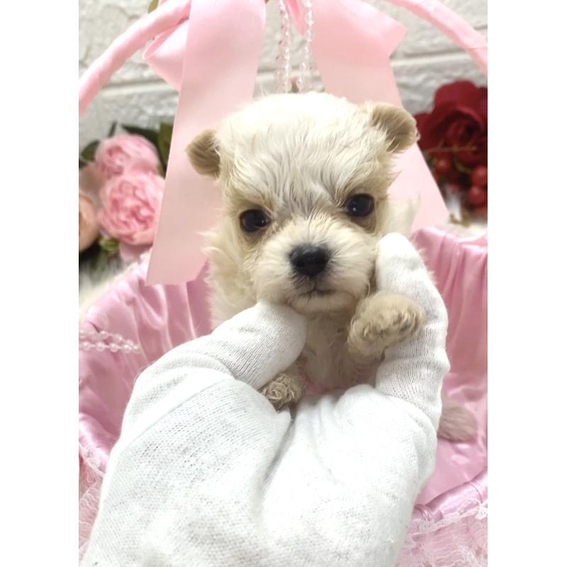 販売中の埼玉県のミックス犬-416921の6枚目