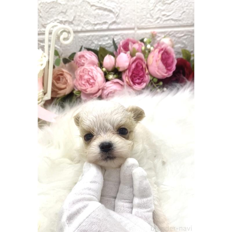 販売中の埼玉県のミックス犬-416921の4枚目