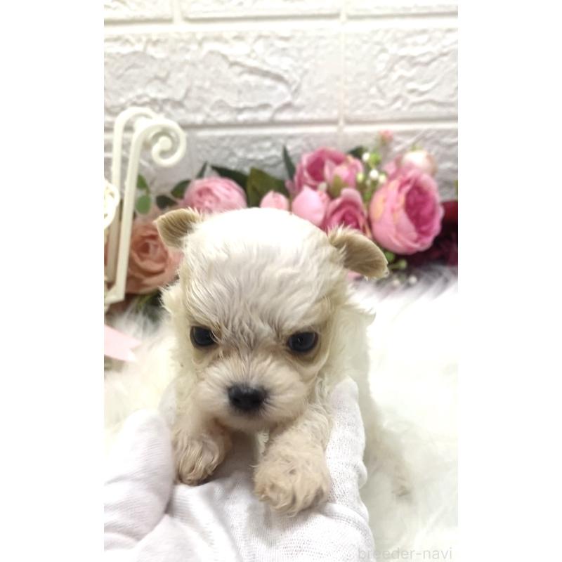販売中の埼玉県のミックス犬-416921の3枚目