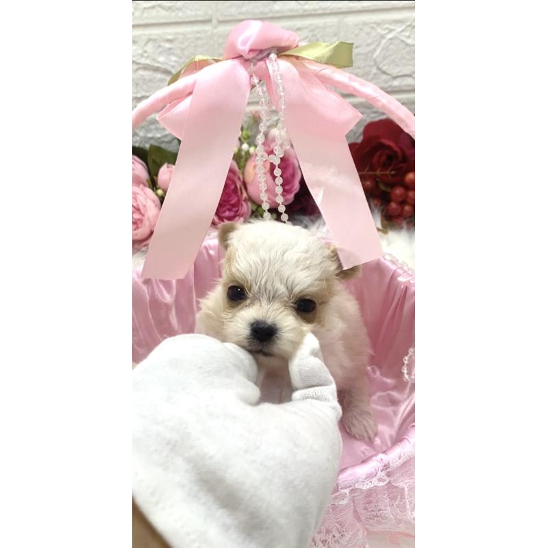 販売中の埼玉県のミックス犬-416921の2枚目