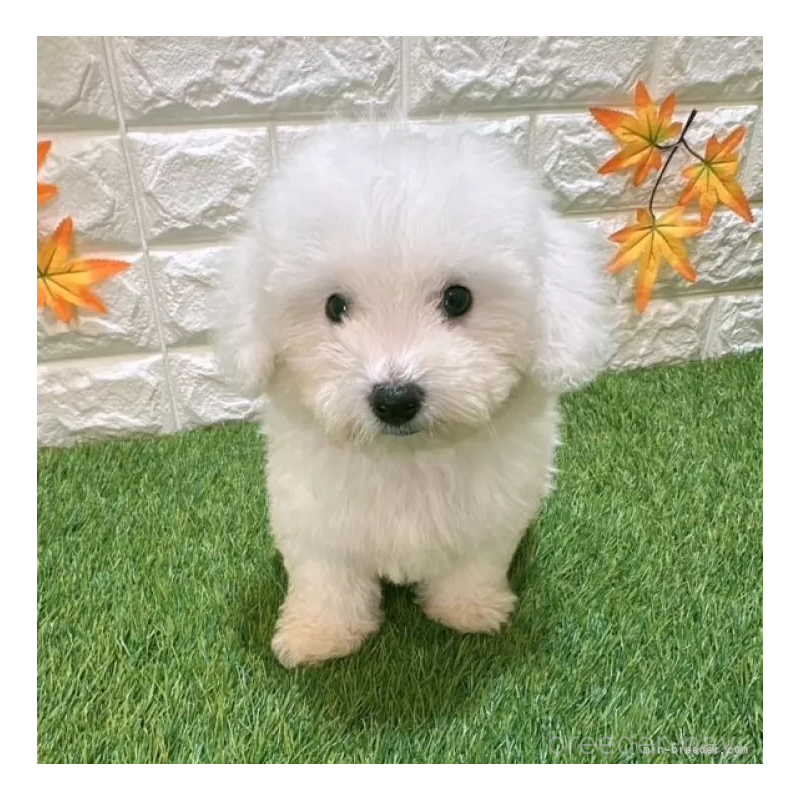 成約済の愛知県のビションフリーゼ-411783の1枚目