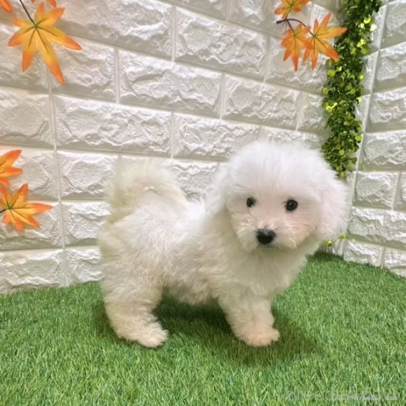 成約済の愛知県のビションフリーゼ-411783の5枚目