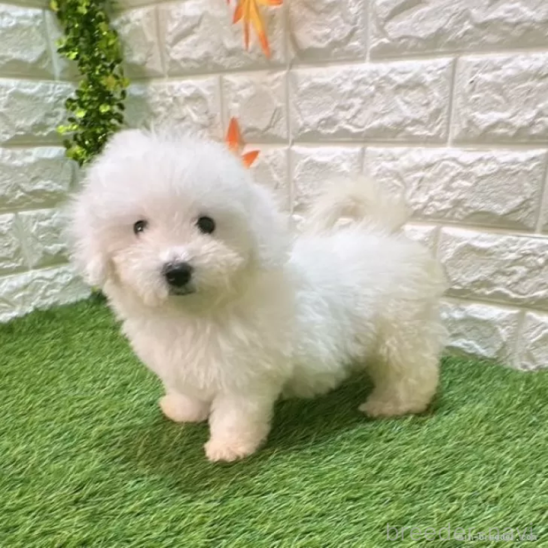 成約済の愛知県のビションフリーゼ-411783の4枚目