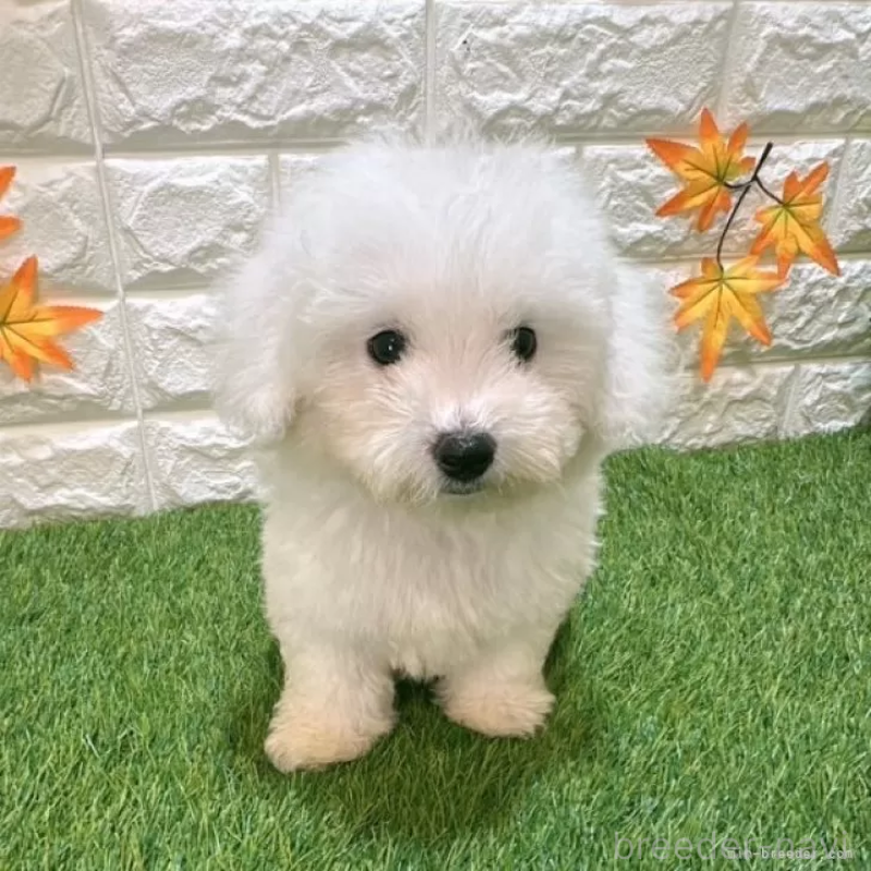 成約済の愛知県のビションフリーゼ-411783の3枚目