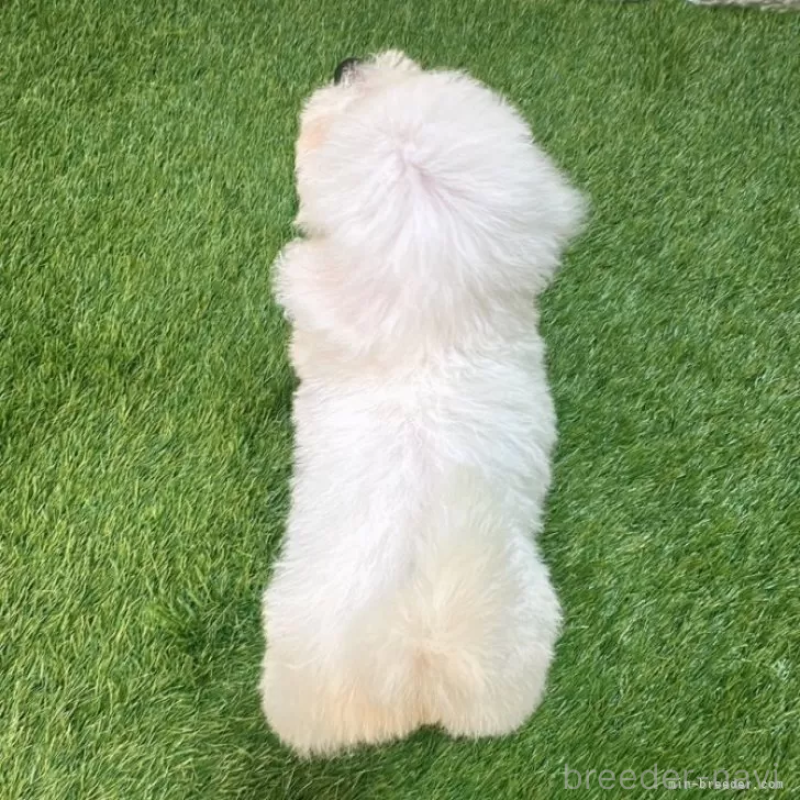 成約済の愛知県のビションフリーゼ-411783の2枚目